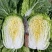 【实力商家】产地直发【保质保量】价格合理【量大从优】白菜