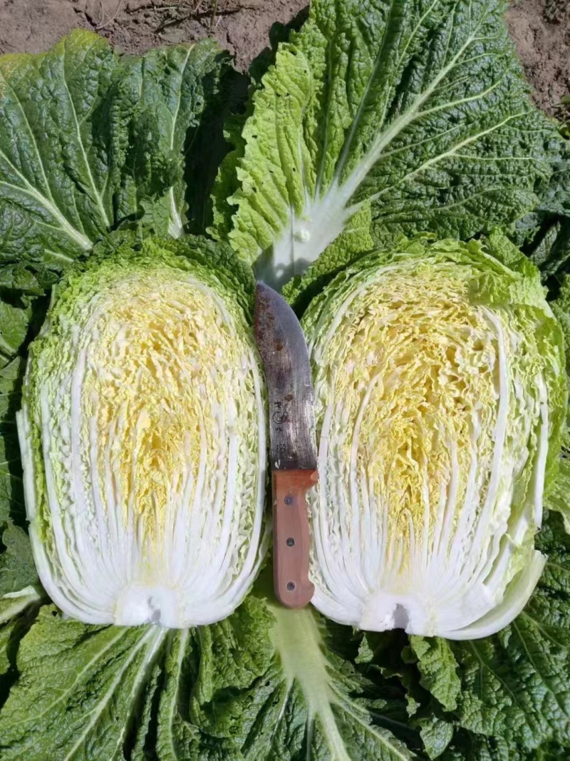 【实力商家】产地直发【保质保量】价格合理【量大从优】白菜