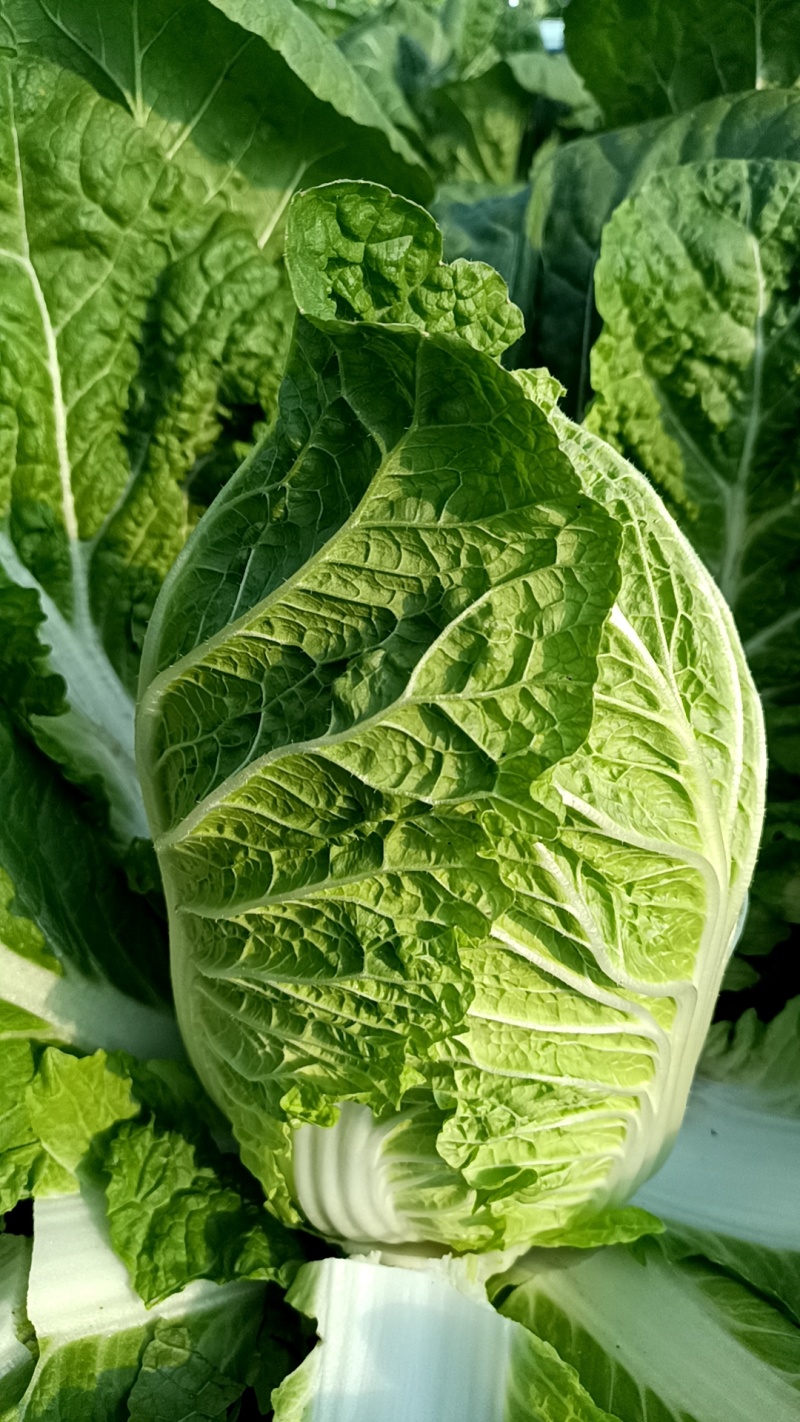 【实力商家】产地直发【保质保量】价格合理【量大从优】白菜