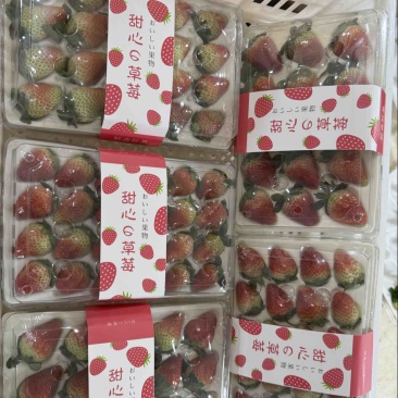 云南冬季奶油草莓，妙香7号，糖葫芦专用草莓不化糖