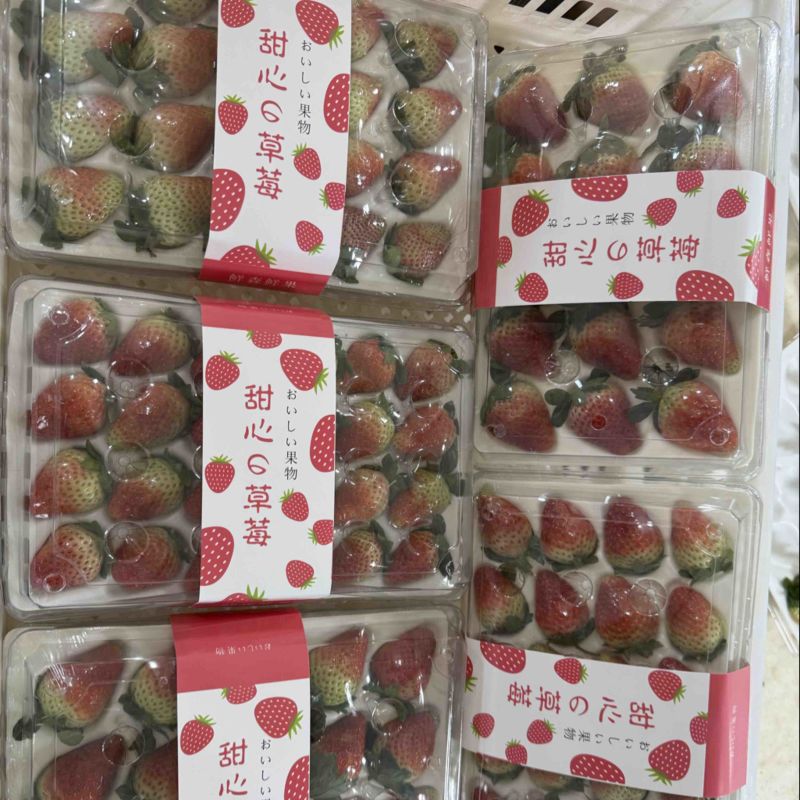 云南冬季奶油草莓，妙香7号，糖葫芦专用草莓不化糖