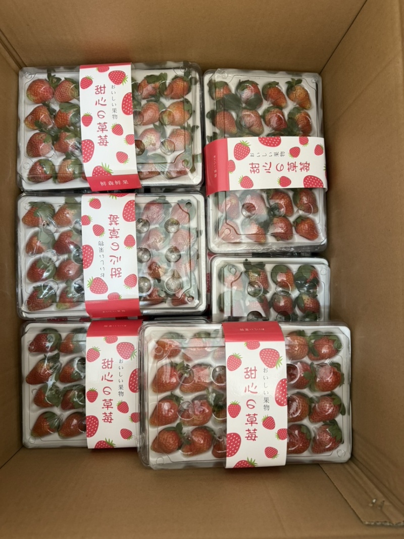 云南冬季奶油草莓，妙香7号，糖葫芦专用草莓不化糖