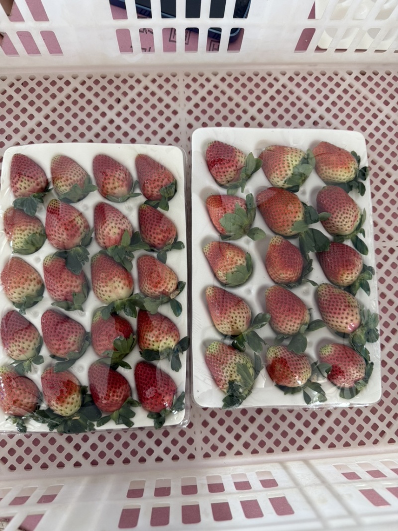 云南冬季奶油草莓，妙香7号，糖葫芦专用草莓不化糖