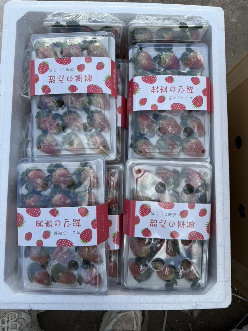 云南冬季奶油草莓，妙香7号，糖葫芦专用草莓不化糖