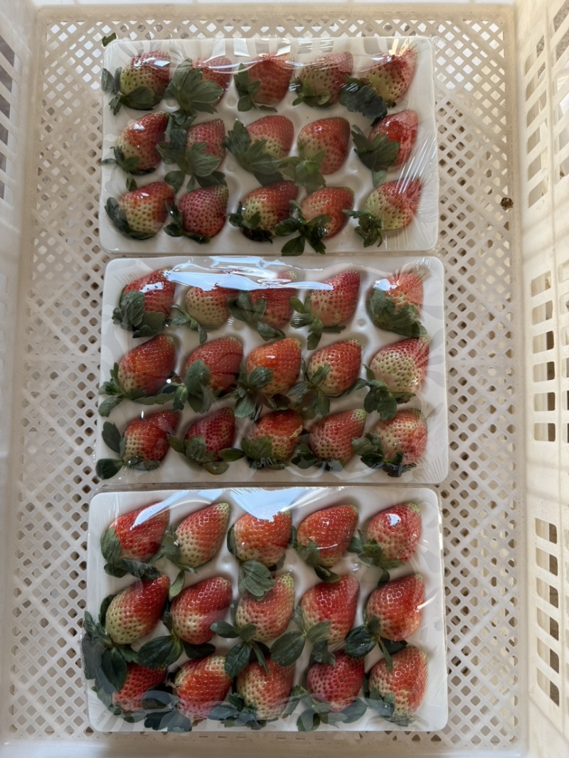 云南冬季奶油草莓，妙香7号，糖葫芦专用草莓不化糖