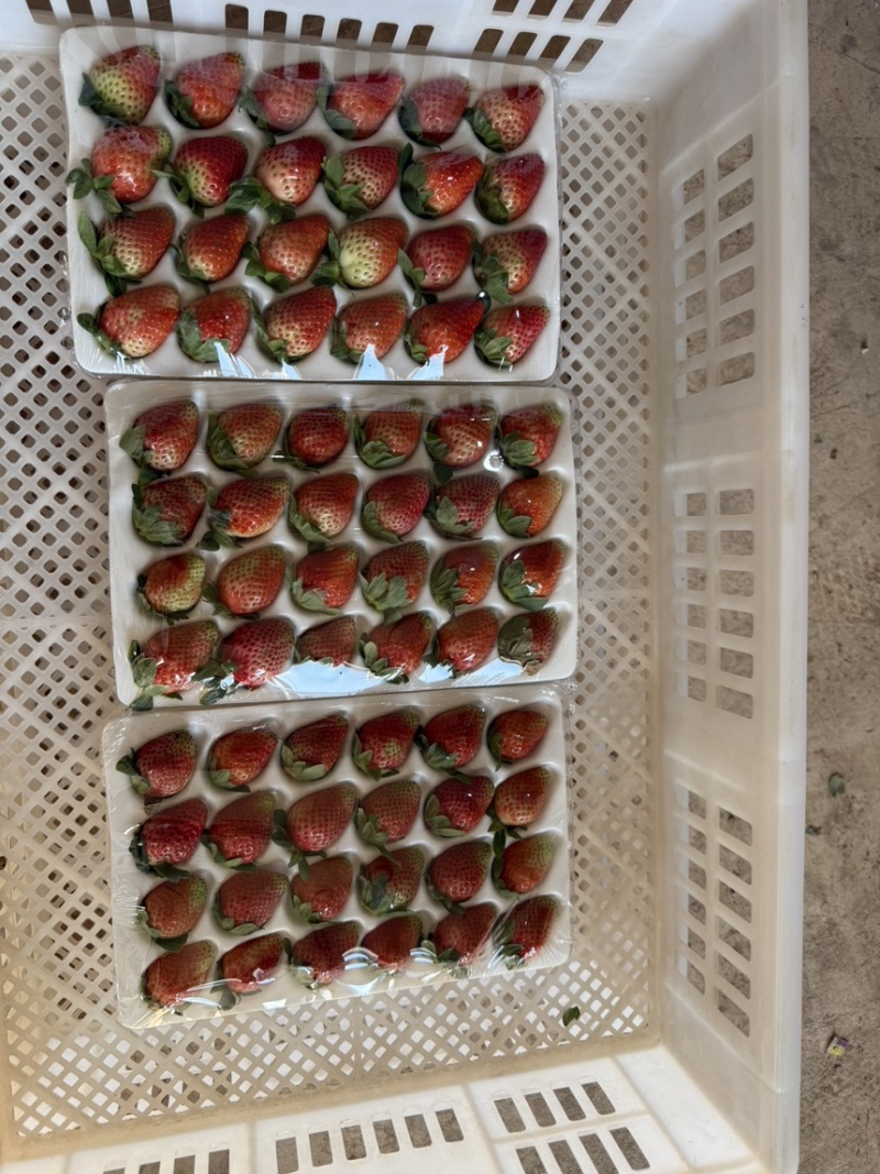 云南冬季奶油草莓，妙香7号，糖葫芦专用草莓不化糖