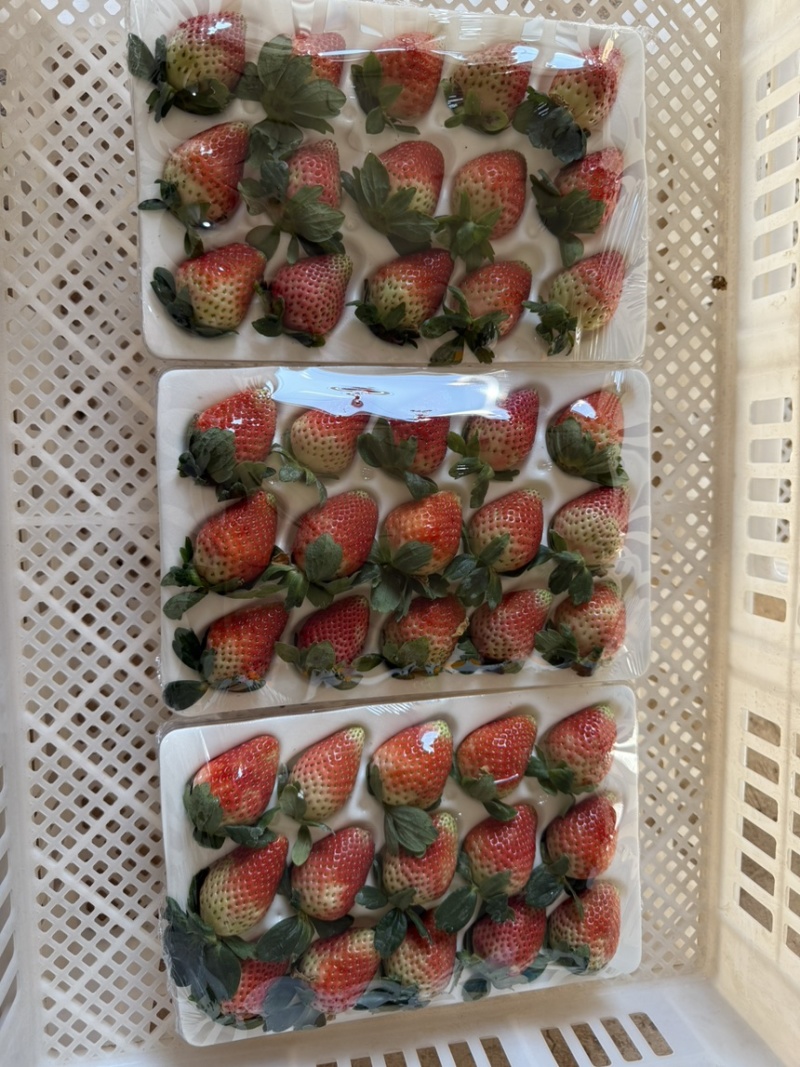 云南冬季奶油草莓，妙香7号，糖葫芦专用草莓不化糖