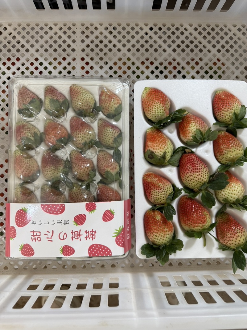 云南冬季奶油草莓，妙香7号，糖葫芦专用草莓不化糖