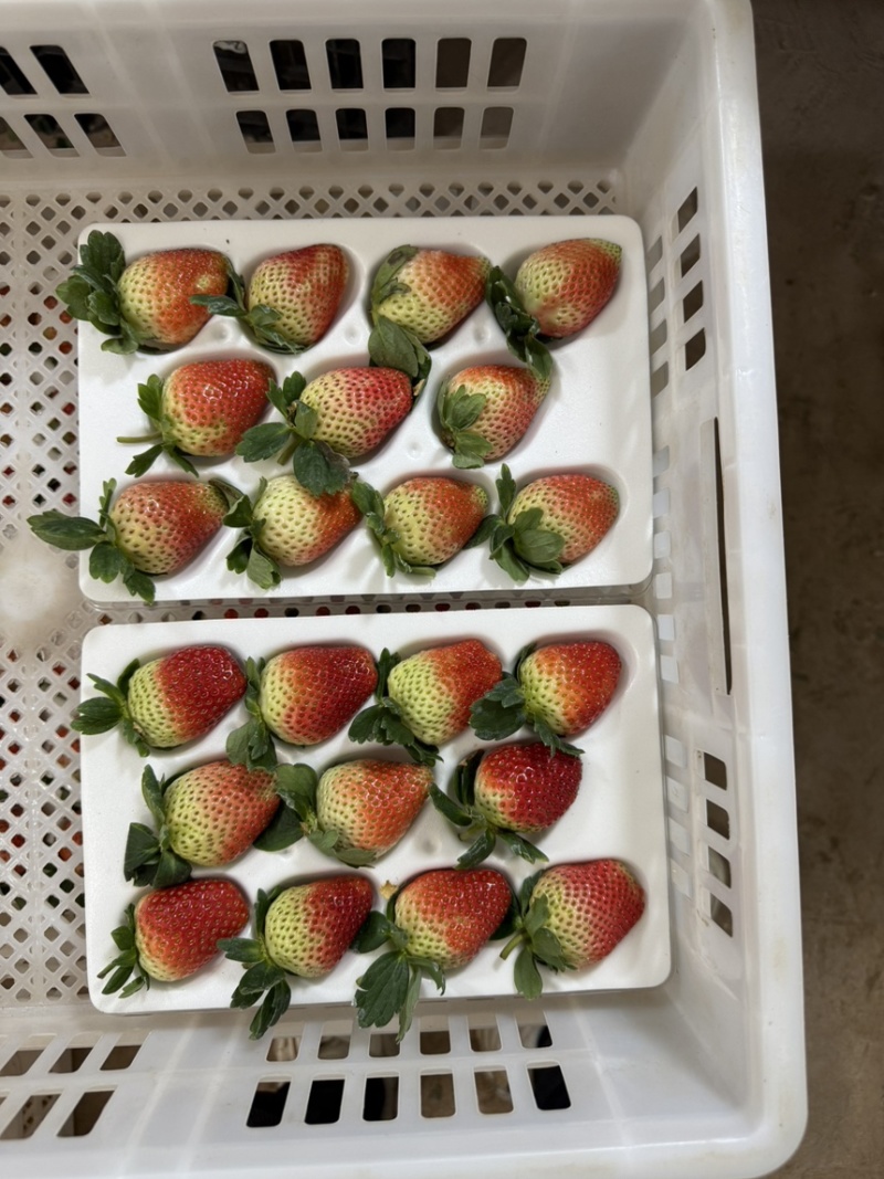 云南冬季奶油草莓，妙香7号，糖葫芦专用草莓不化糖