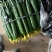 河南温棚黄瓜大量上市对接市场商超欢迎视频看货