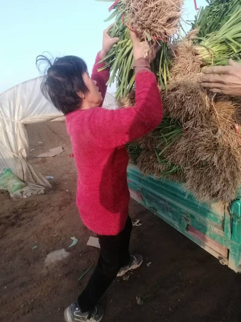 精品红根蒜苗产地直供，价格合理对接批发市场超市，质量保证