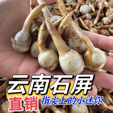 原产地直销云南大中小茨菇新鲜慈菇大量进出货全球发货】
