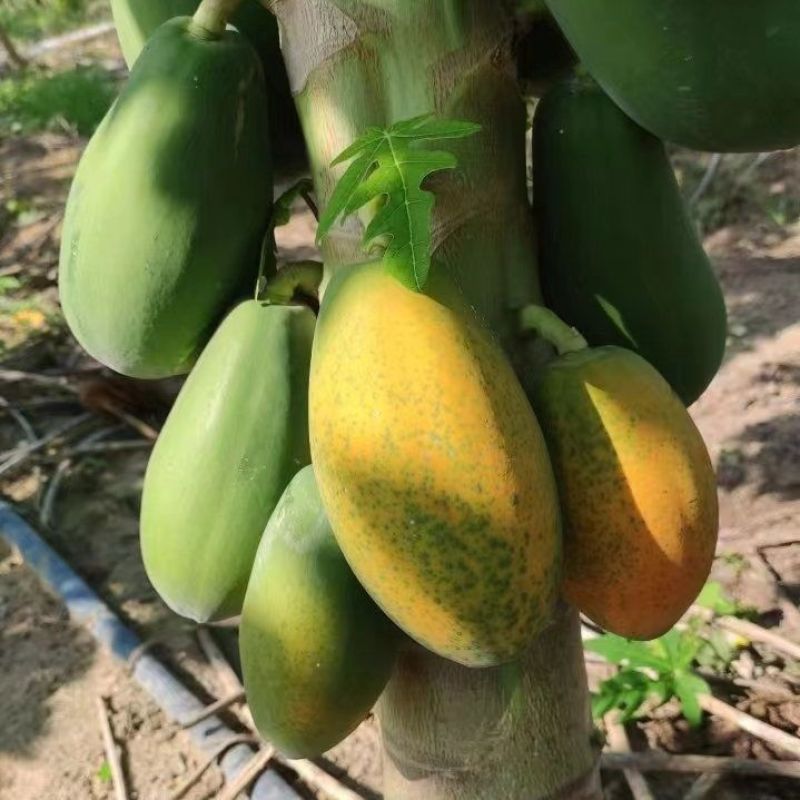 红心木瓜新鲜水果木瓜支持一件代发