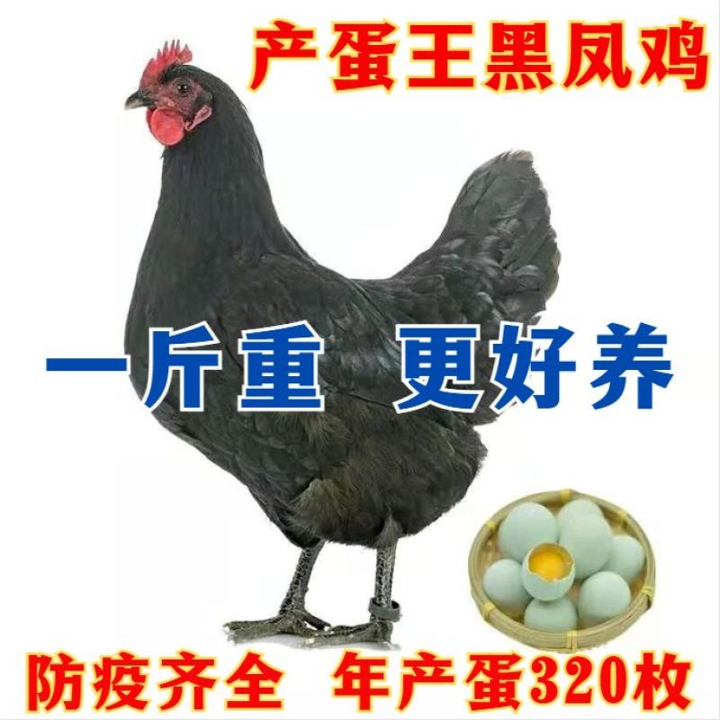 灵山土鸡苗小鸡仔活苗出壳桂香麻鸡土大红公鸡草鸡