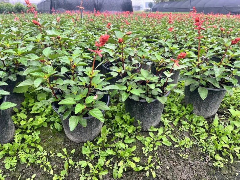 重庆**一串红批发重庆苗木基地供应各类规格**一串红