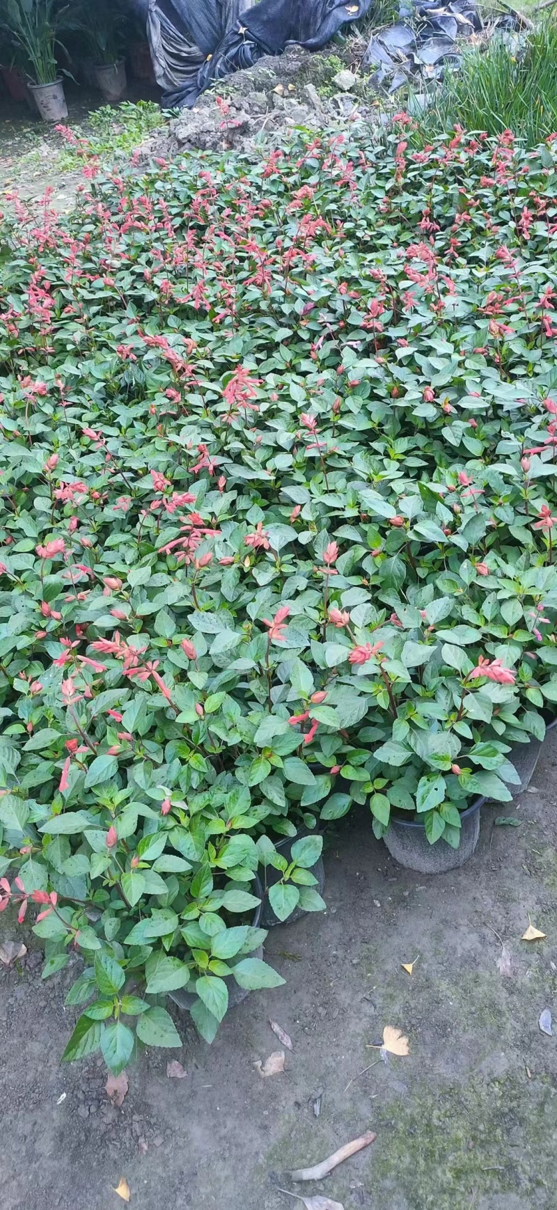 重庆**一串红批发重庆苗木基地供应各类规格**一串红