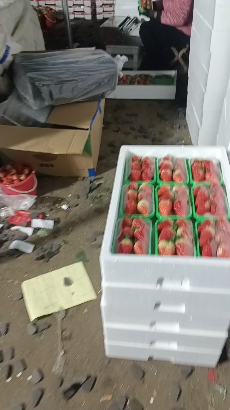 联盟2号草莓，口感好耐运输，产地一手货源欢迎各位老板咨询