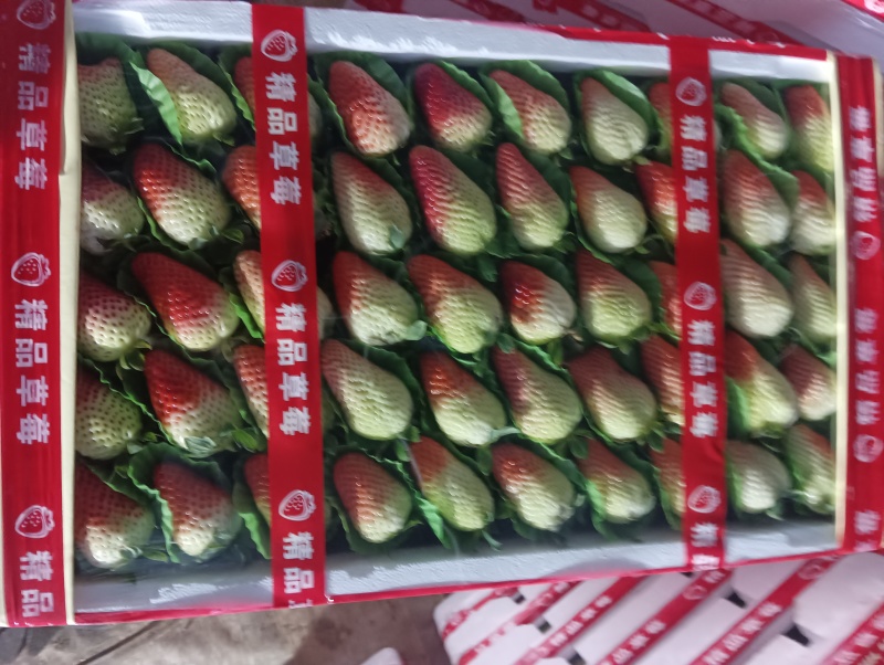 联盟2号草莓，口感好耐运输，产地一手货源欢迎各位老板咨询