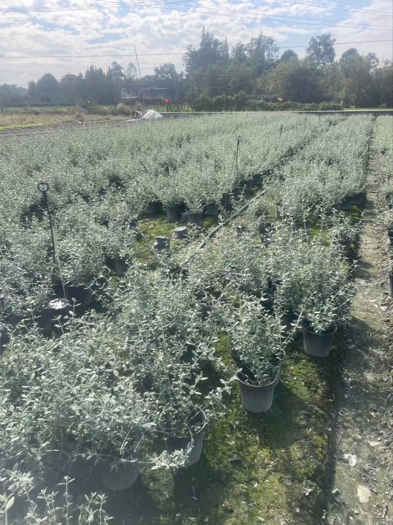 成都水果兰批发成都苗木基地供应各类规格水果兰基地直销