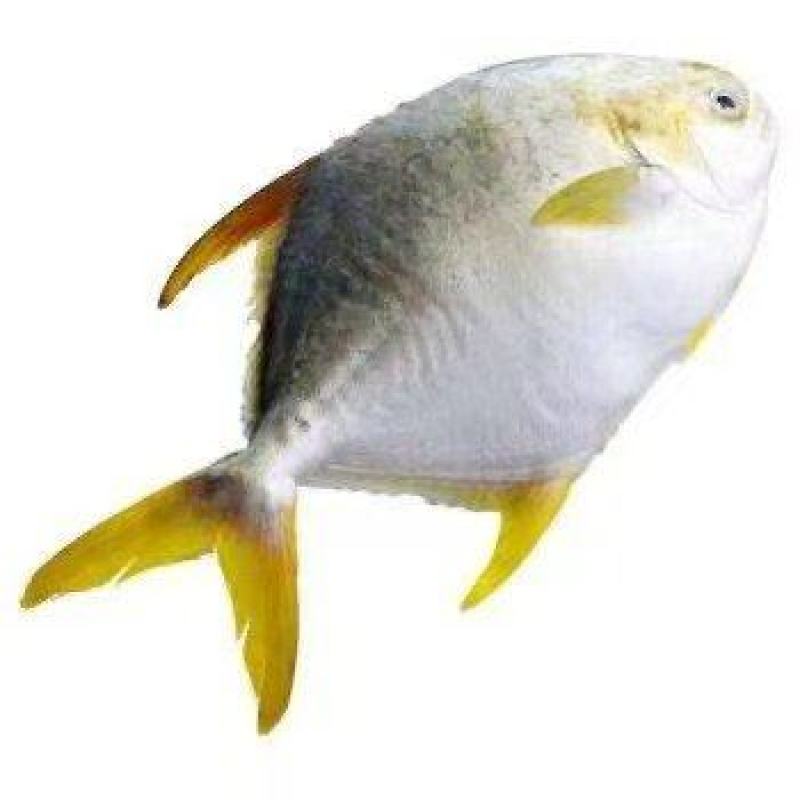 金昌鱼一手货源全国各地均可直达