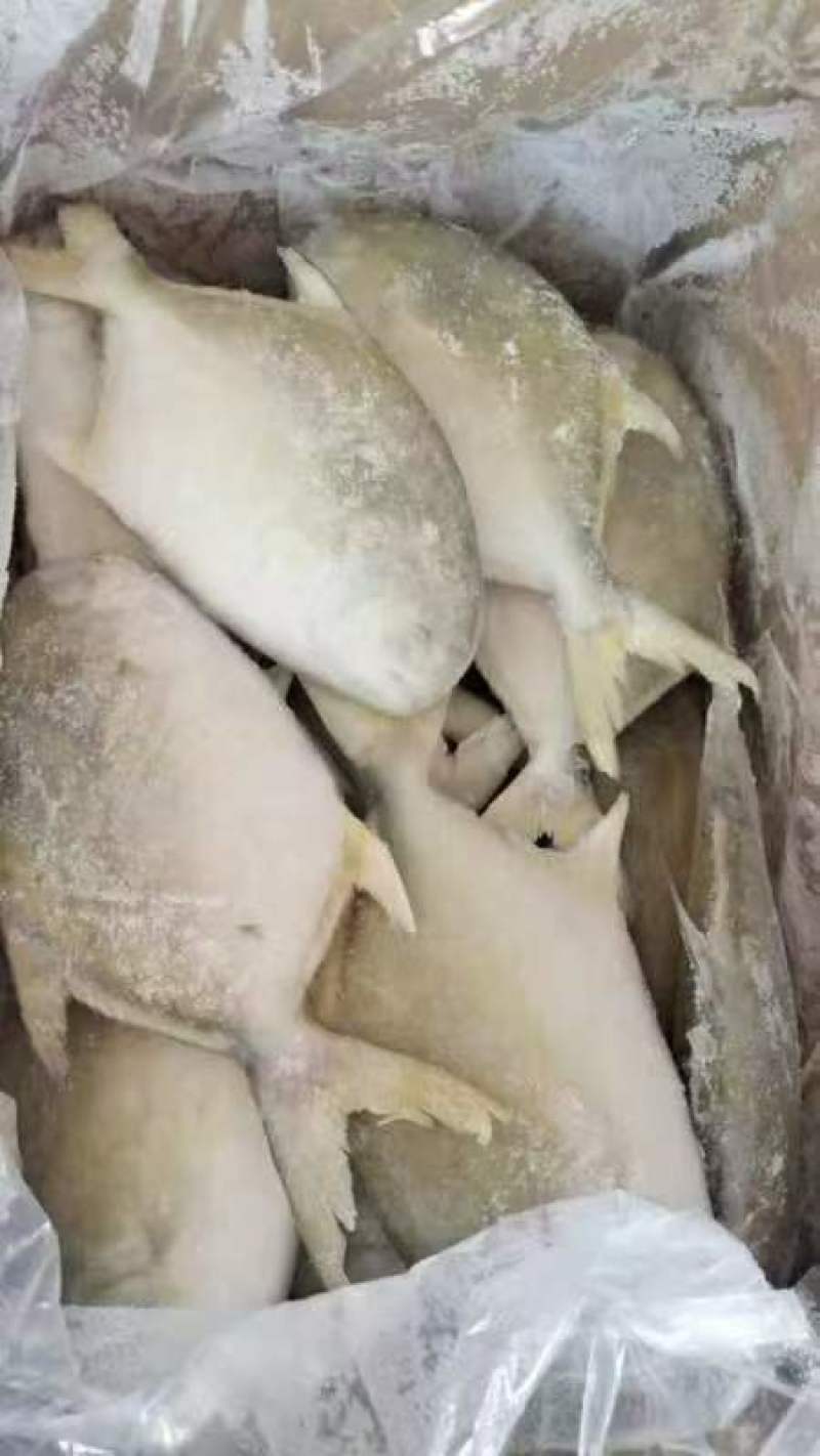 金昌鱼一手货源全国各地均可直达