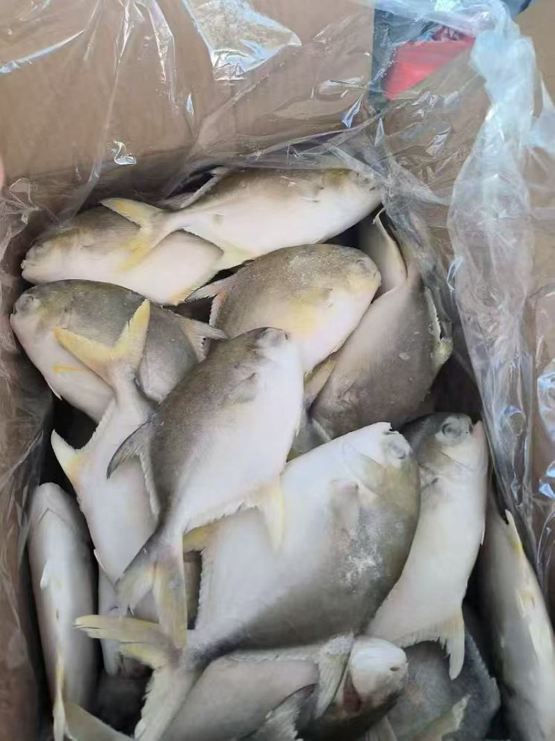 金昌鱼一手货源全国各地均可直达