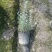 重庆水果兰批发重庆苗木基地供应各类规格水果兰基地直销