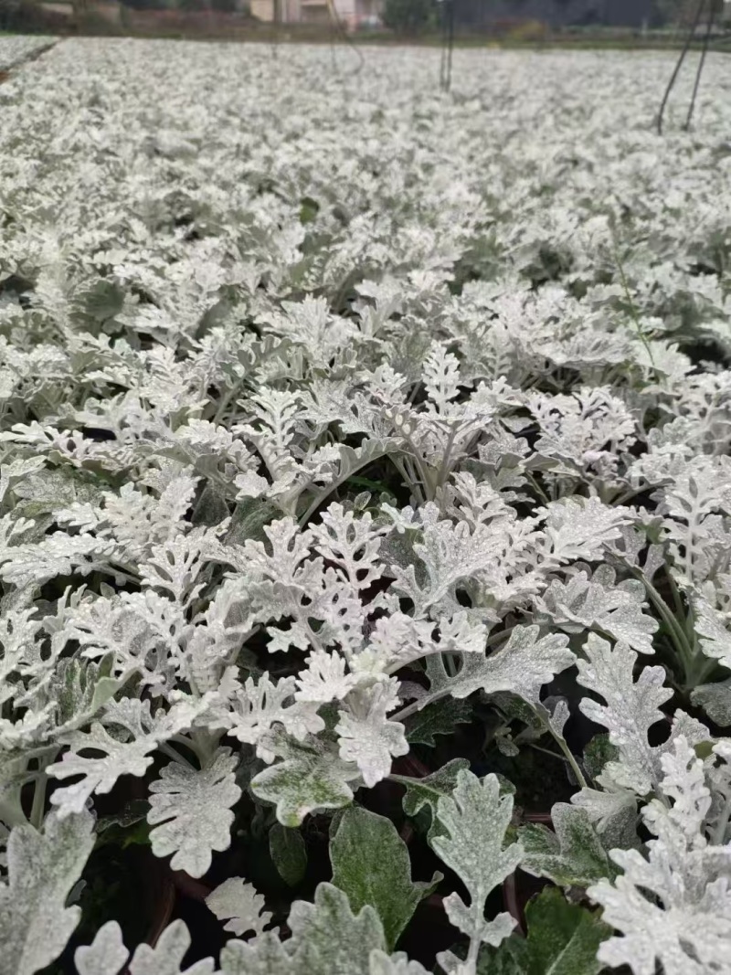 贵州银叶菊批发贵州苗木基地供应各类规格银叶菊基地直销