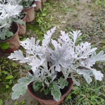 重庆银叶菊批发重庆苗木基地供应各类规格银叶菊基地直销