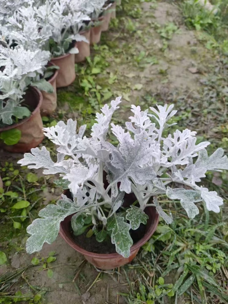 重庆银叶菊批发重庆苗木基地供应各类规格银叶菊基地直销
