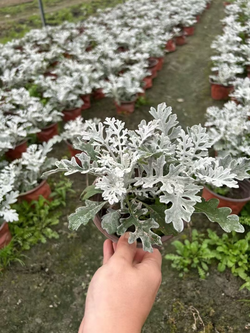 重庆银叶菊批发重庆苗木基地供应各类规格银叶菊基地直销