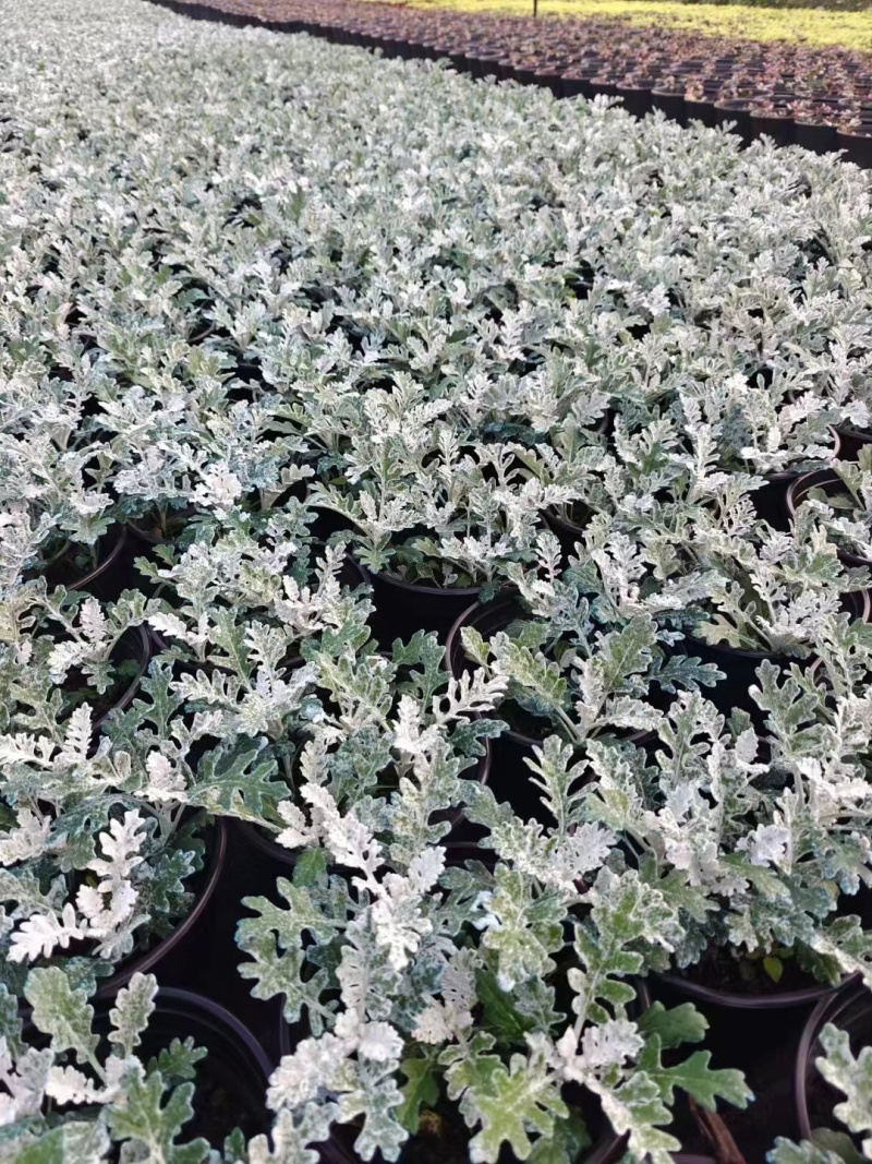 重庆银叶菊批发重庆苗木基地供应各类规格银叶菊基地直销