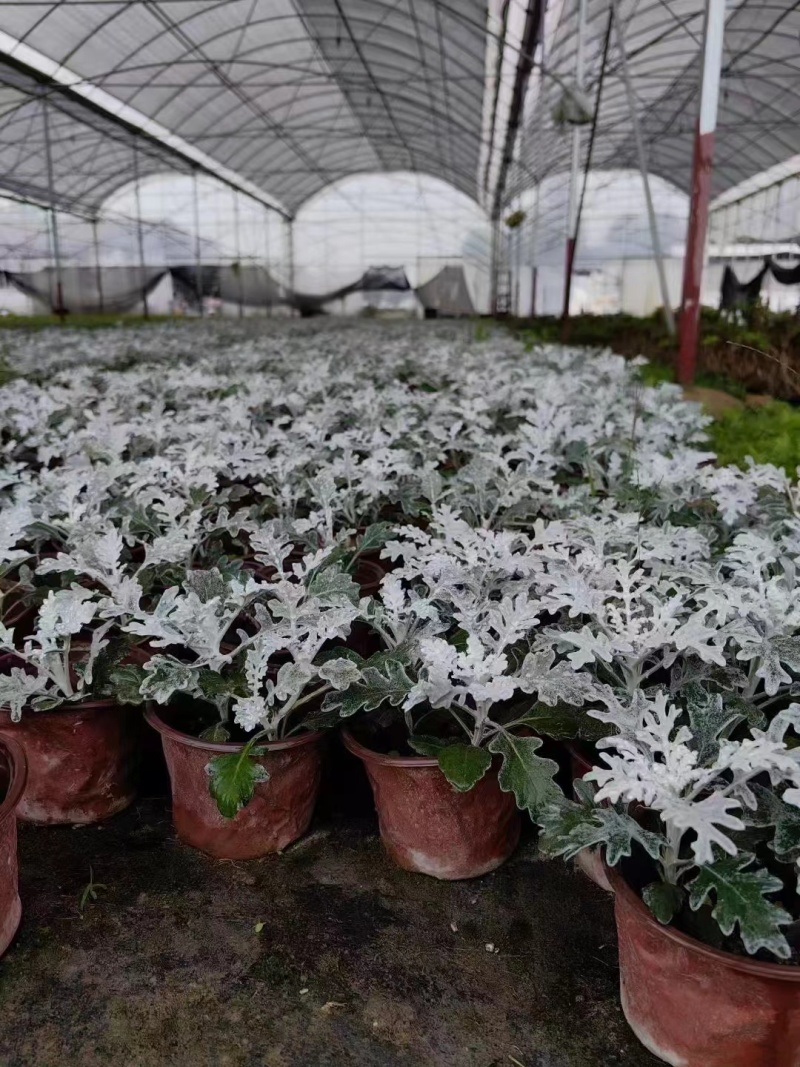 重庆银叶菊批发重庆苗木基地供应各类规格银叶菊基地直销