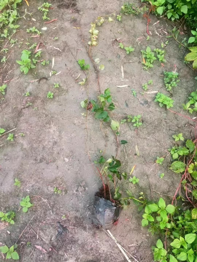贵州爬山虎批发贵州苗木基地供应各类规格爬山虎基地直销