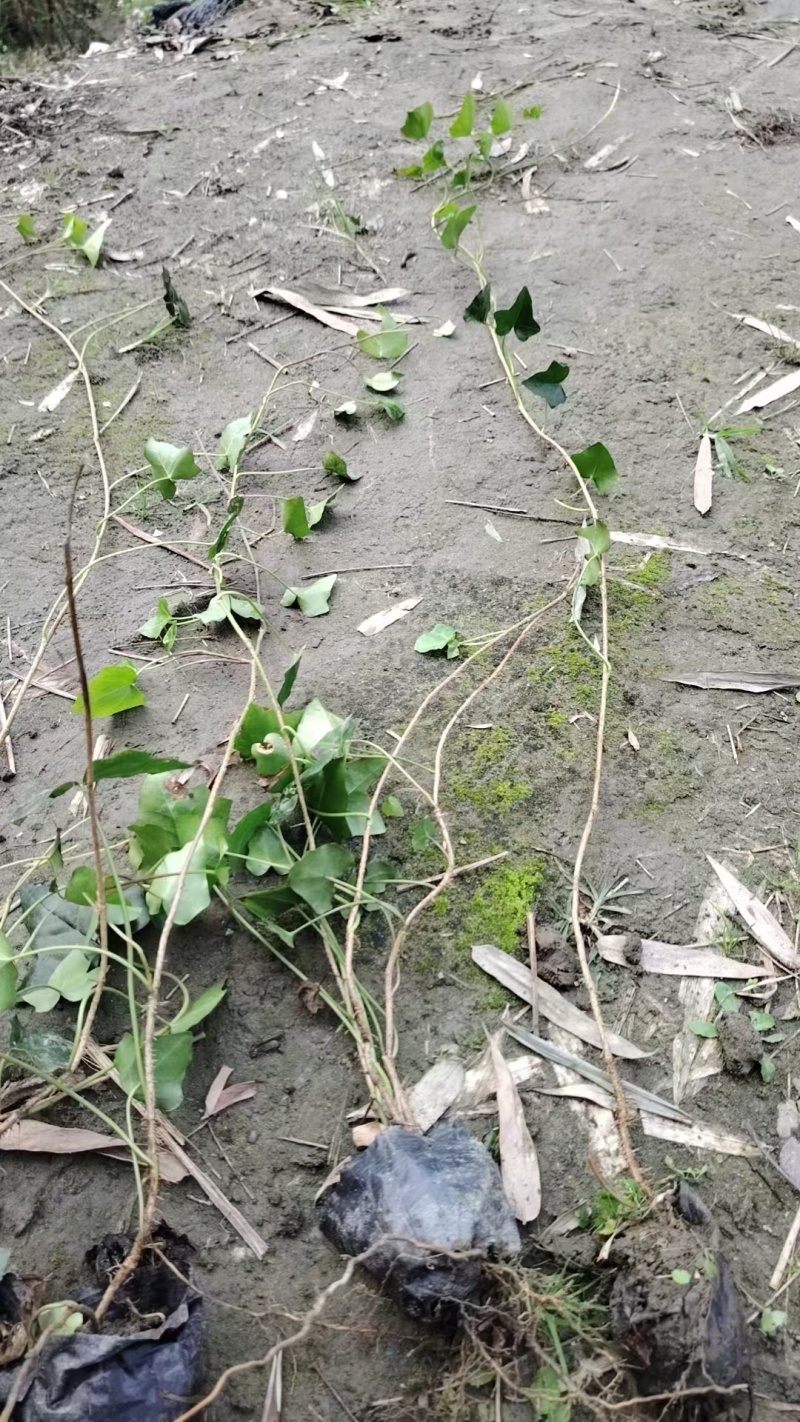 贵州爬山虎批发贵州苗木基地供应各类规格爬山虎基地直销