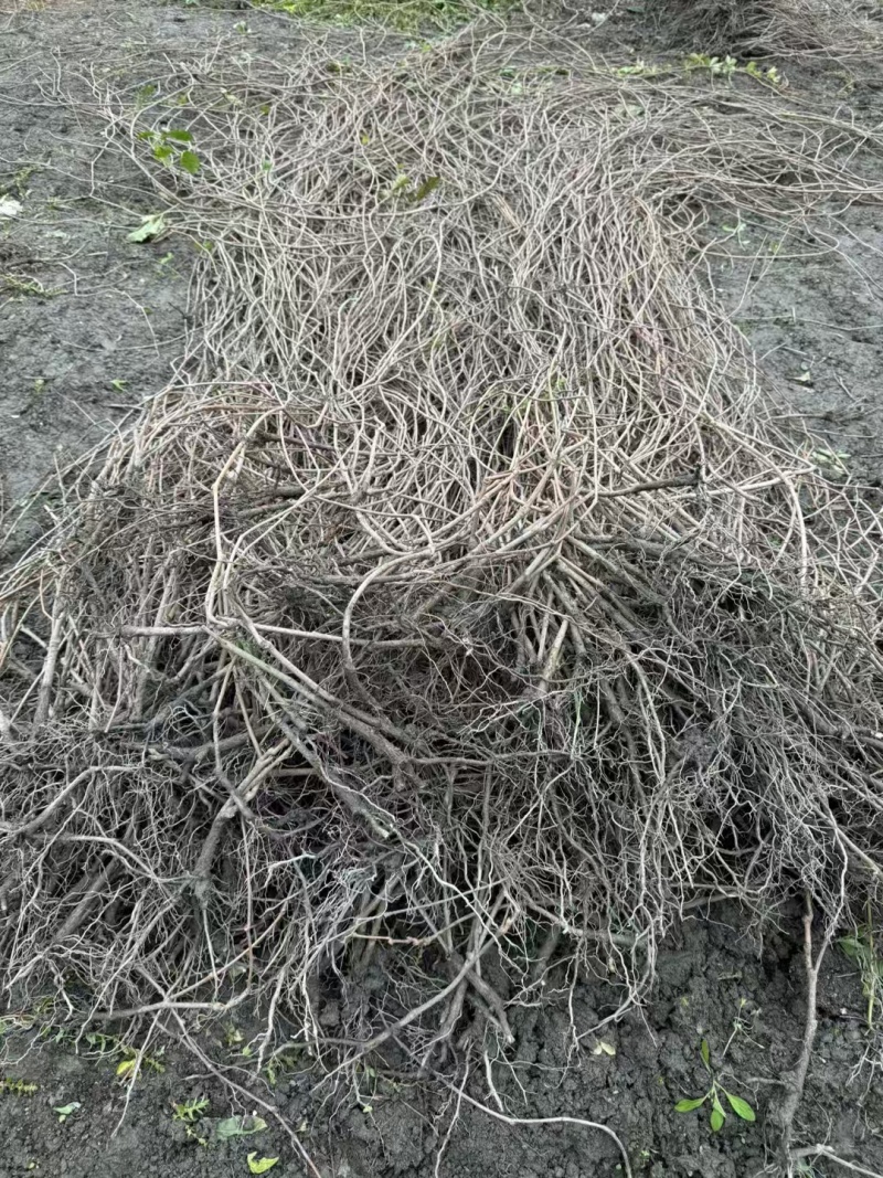 重庆爬山虎批发重庆苗木基地供应各类规格爬山虎基地直销