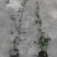 重庆爬山虎批发重庆苗木基地供应各类规格爬山虎基地直销