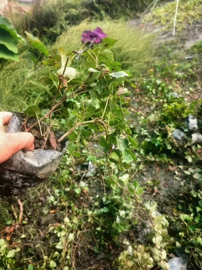 重庆爬山虎批发重庆苗木基地供应各类规格爬山虎基地直销