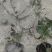 重庆爬山虎批发重庆苗木基地供应各类规格爬山虎基地直销