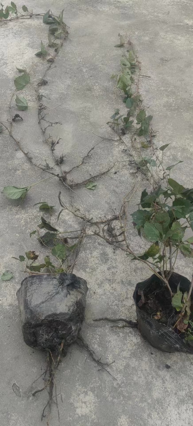 重庆爬山虎批发重庆苗木基地供应各类规格爬山虎基地直销