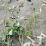 重庆爬山虎批发重庆苗木基地供应各类规格爬山虎基地直销
