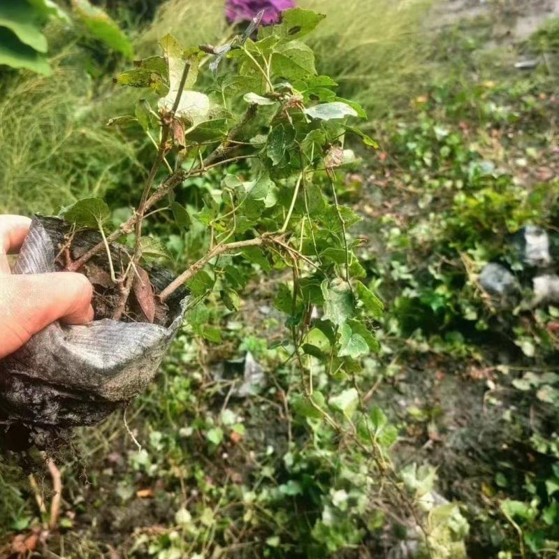 成都爬山虎批发成都苗木基地供应各类规格爬山虎基地直销
