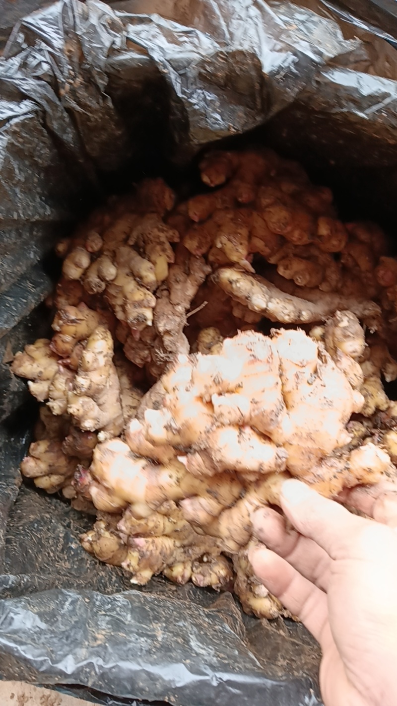 【推荐】云南生姜品类多规格齐全对接全国量大从优一条龙