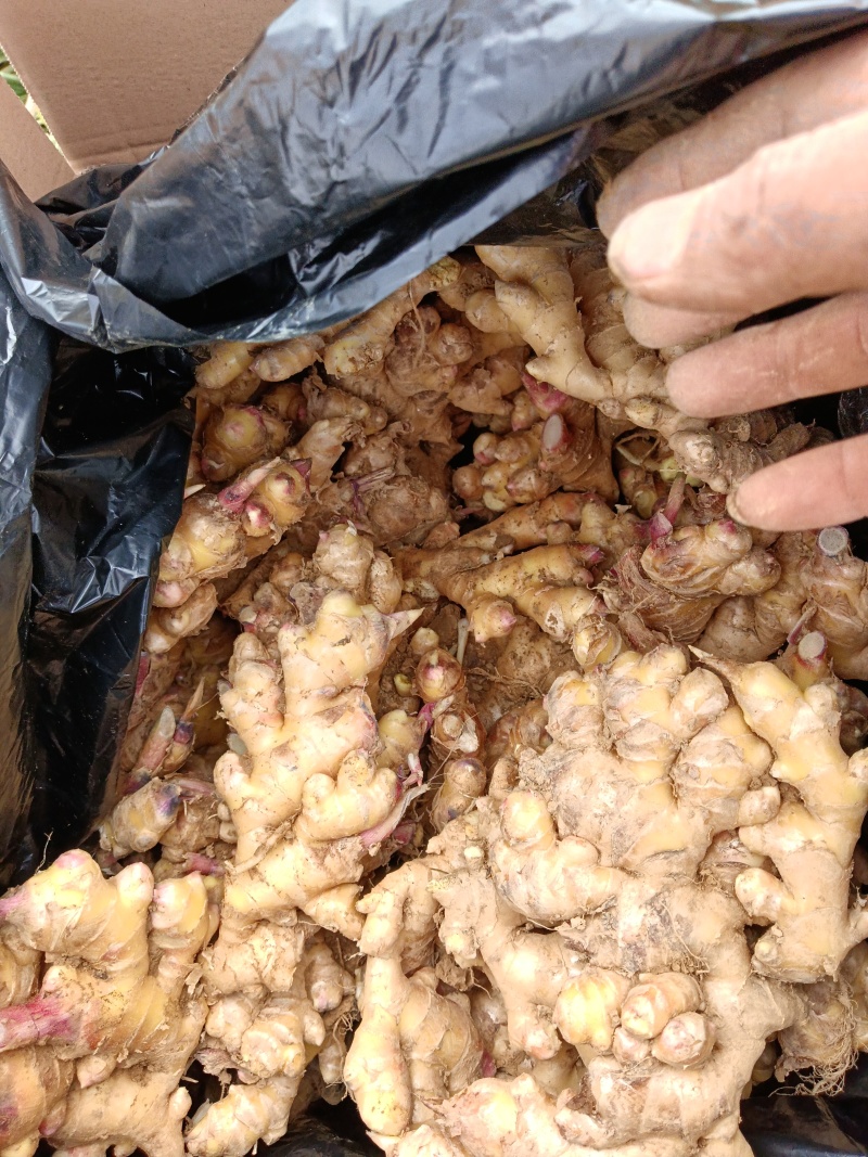 【推荐】云南生姜品类多规格齐全对接全国量大从优一条龙