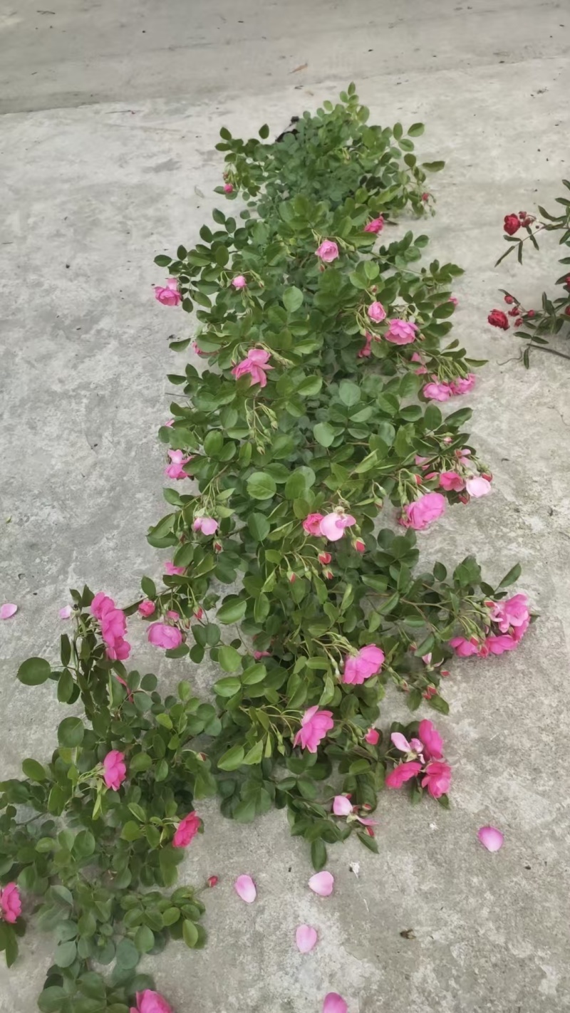 成都蔷薇批发成都苗木基地供应各类规格蔷薇基地直销