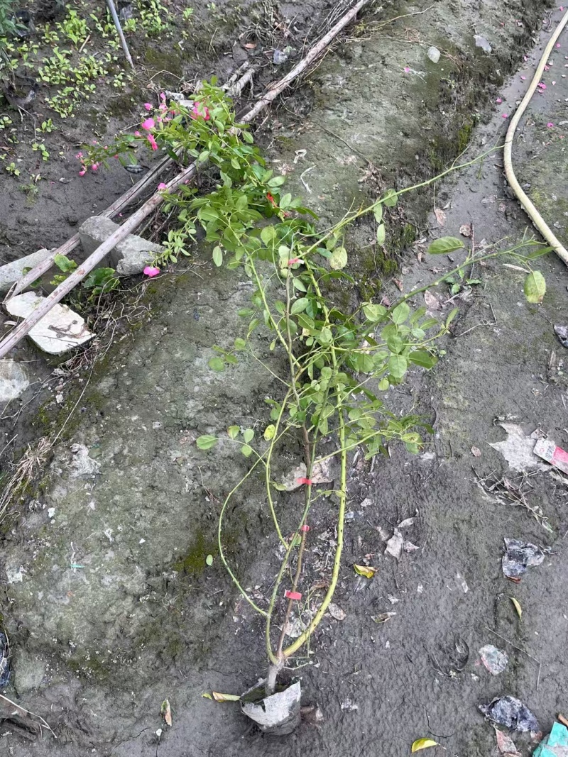 成都蔷薇批发成都苗木基地供应各类规格蔷薇基地直销