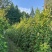 成都蔷薇批发成都苗木基地供应各类规格蔷薇基地直销