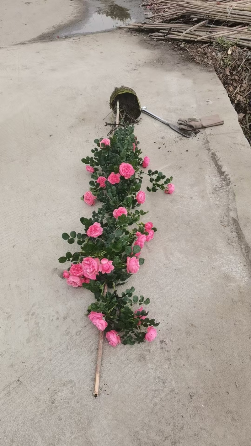 贵州蔷薇批发贵州苗木基地供应各类规格蔷薇基地直销