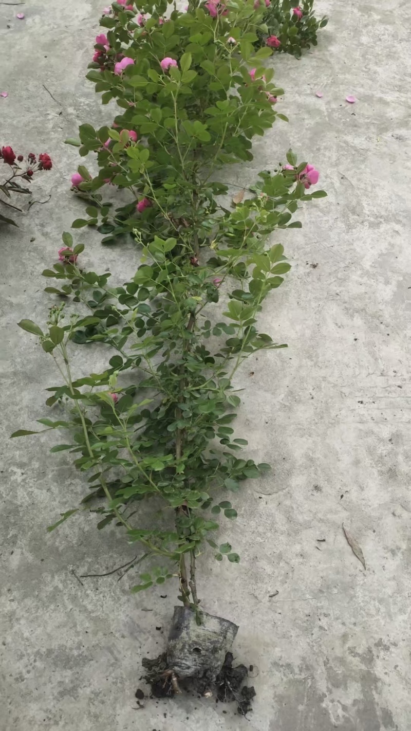 贵州蔷薇批发贵州苗木基地供应各类规格蔷薇基地直销
