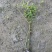 贵州蔷薇批发贵州苗木基地供应各类规格蔷薇基地直销